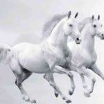 White Horse Theme