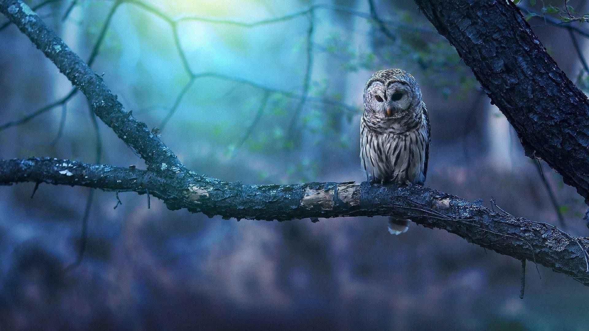 Owl Theme