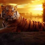 Tiger Theme